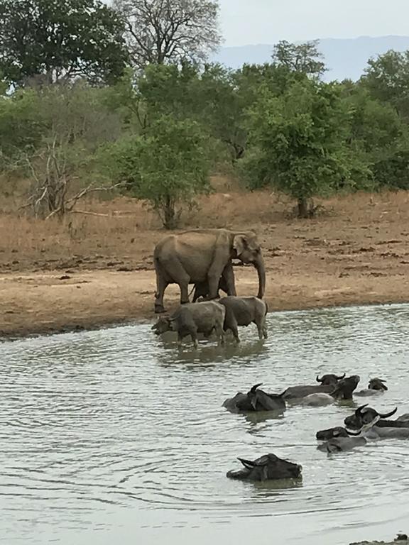 Dinesh Safari Homestay Удавалаве Экстерьер фото